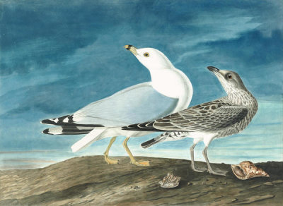 John James Audubon - Ring-billed Gull (Larus delawarensis), Havell plate no. 212, c. 1832