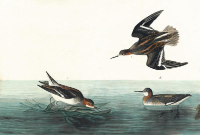 John James Audubon - Red-necked Phalarope (Phalaropus lobatus), Havell plate no. 215, c. 1832