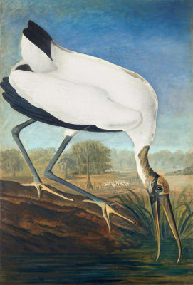 John James Audubon - Wood Stork (Mycteria americana), Havell plate no. 216, c. 1821