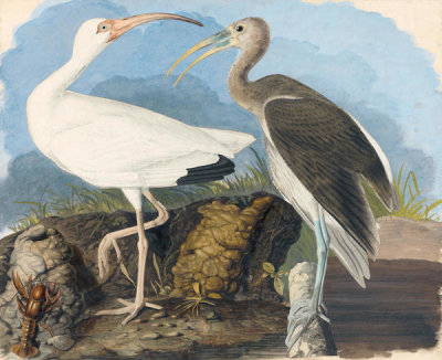 John James Audubon - White Ibis (Eudocimus albus), Havell plate no. 222, c. 1821