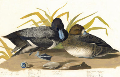John James Audubon - Greater Scaup (Aythya marila), Havell plate no. 229, 1822