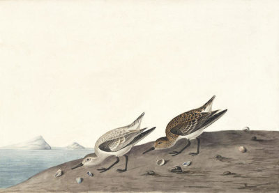 John James Audubon - Sanderling (Calidris alba), Havell plate no. 230, 1824