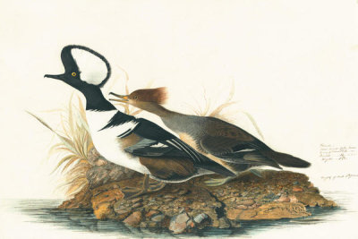 John James Audubon - Hooded Merganser (Lophodytes cucullatus), Havell plate no. 232, 1821
