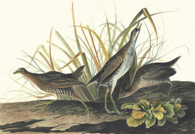 John James Audubon - Sora (Porzana carolina), Havell plate no. 233, 1821; 1833