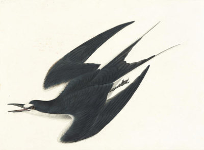 John James Audubon - Sooty Tern (Sterna fuscata), Havell plate no. 235, 1832