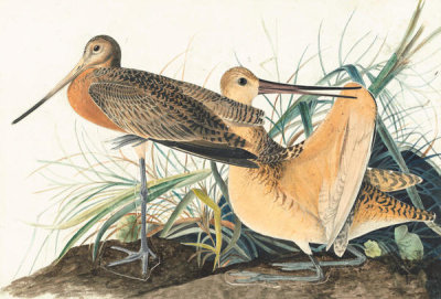 John James Audubon - Marbled Godwit (Limosa fedoa), Havell plate no. 238, 1822; 1832