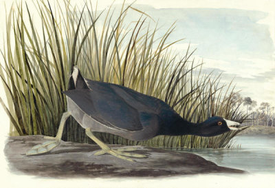 John James Audubon - American Coot (Fulica americana), Havell plate no. 239, 1831
