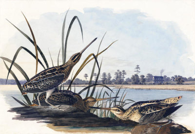 John James Audubon - Wilson's Snipe (Gallinago delicata), Havell plate no. 243, 1832