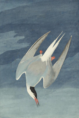 John James Audubon - Arctic Tern (Sterna paradisaea), Havell plate no. 250, 1833