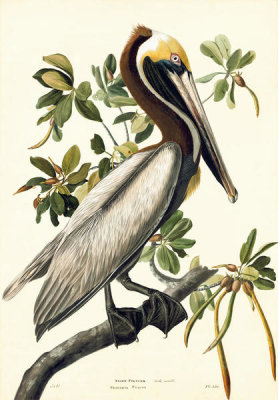 John James Audubon - Brown Pelican (Pelecanus occidentalis), Havell plate no. 251, 1832