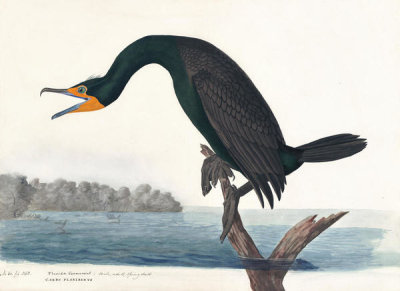 John James Audubon - Double-crested Cormorant (Phalacrocorax auritus), Havell plate no. 252, 1832