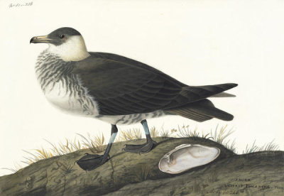 John James Audubon - Pomarine Jaeger (Stercorarius pomarinus), Havell plate no. 253, 1833