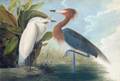 John James Audubon - Reddish Egret (Egretta rufescens), Havell plate no. 256, 1832