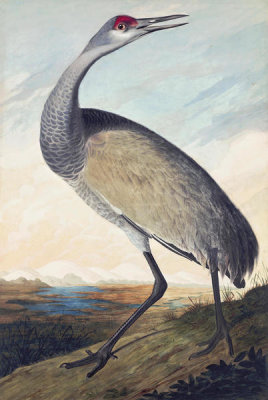 John James Audubon - Sandhill Crane (Grus canadensis), Havell plate no. 261, 1832-33