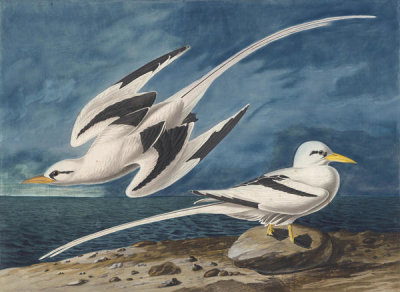 John James Audubon - White-tailed Tropicbird (Phaethon lepturus), Havell plate no. 262, 1832-35
