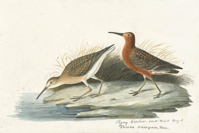 John James Audubon - Curlew Sandpiper (Calidris ferruginea), Havell plate no. 263, c. 1832-34