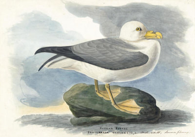John James Audubon - Northern Fulmar (Fulmarus glacialis), Havell plate no. 264, 1831