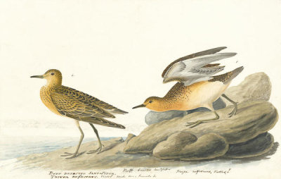 John James Audubon - Buff-breasted Sandpiper (Tryngites subruficollis), Havell plate no. 265, c. 1834-35