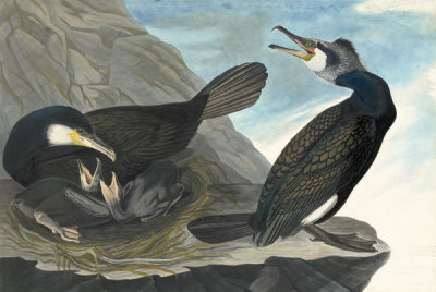 John James Audubon - Great Cormorant (Phalacrocorax carbo), Havell plate no. 266, 1833; 1834
