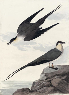 John James Audubon - Long-tailed Jaeger (Stercorarius longicaudus), Havell plate no. 267, 1835