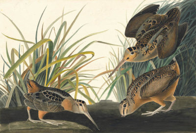 John James Audubon - American Woodcock (Scolopax minor), Havell plate no. 268, c. 1832-34