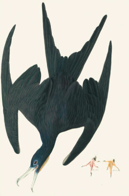 John James Audubon - Magnificent Frigatebird (Fregata magnificens), Havell plate no. 271; with two studies of a foot, 1832