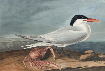 John James Audubon - Royal Tern (Sterna maxima), Havell plate no. 273, 1832