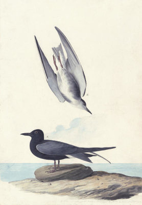 John James Audubon - Black Tern (Chlidonias niger), Havell plate no. 280, c. 1835