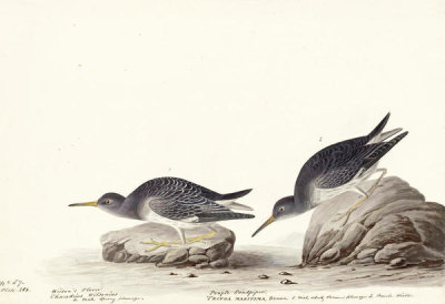 John James Audubon - Purple Sandpiper (Calidris maritima), Havell plate no. 284, 1832-33