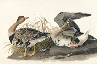 John James Audubon - Greater White-fronted Goose (Anser albifrons), Havell plate no. 286, c. 1832-33