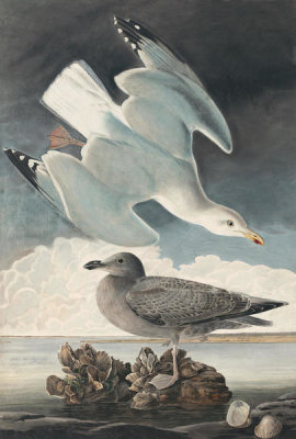 John James Audubon - Herring Gull (Larus argentatus), Havell plate no. 291, 1831