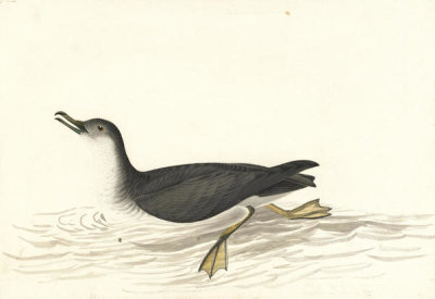 John James Audubon - Manx Shearwater (Puffinus puffinus), Havell plate no. 295, 1831