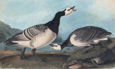 John James Audubon - Barnacle Goose (Branta leucopsis), Havell plate no. 296, c. 1834-36