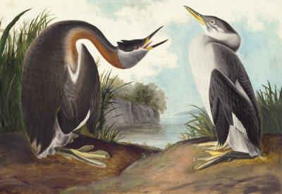 John James Audubon - Red-necked Grebe (Podiceps grisegena), Havell plate no. 298, c. 1832-33