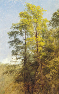 Thomas Hiram Hotchkiss - Tree Study, Catskill Clove, New York, 1858